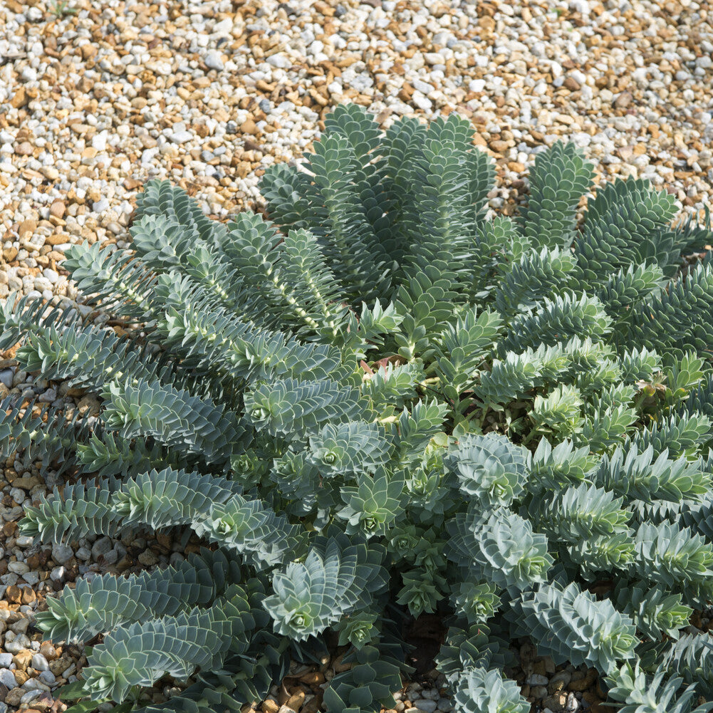 Wolfsmelk - Wolfsmelks Corse - Euphorbia myrsinites