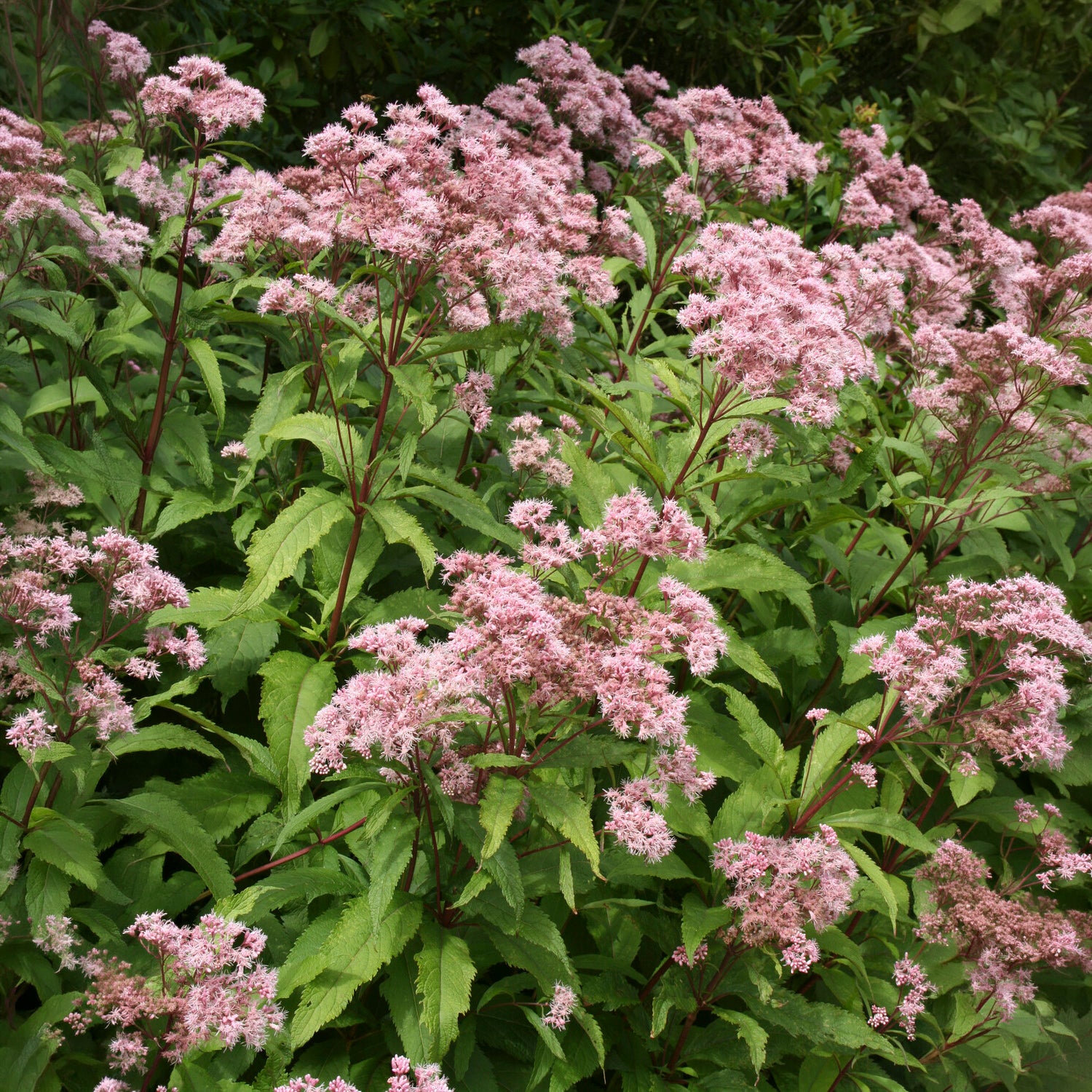 Purper leverkruid - Bakker