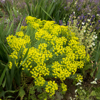 Verkoop Wolfsmelk Sibérie - Euphorbia seguieriana subsp. niciciana