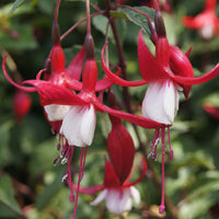 Fuchsia Madame Cornelissen - Bellenplant 'Madame Cornelissen' - Fuchsia