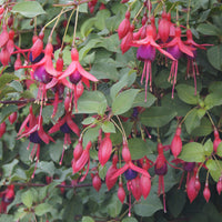 Bellenplant Mrs Popple - Fuchsia Mrs Popple - Bakker