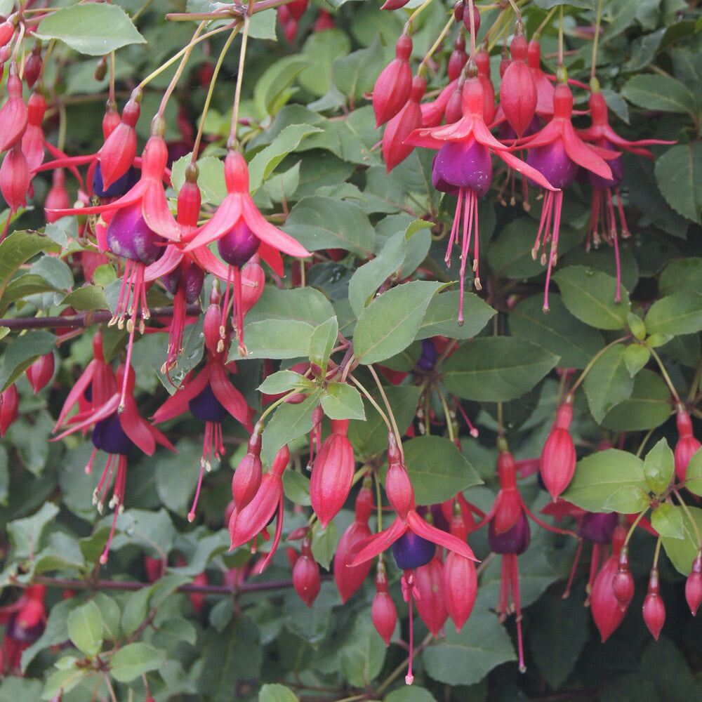 Bellenplant Mrs Popple - Fuchsia Mrs Popple - Bakker