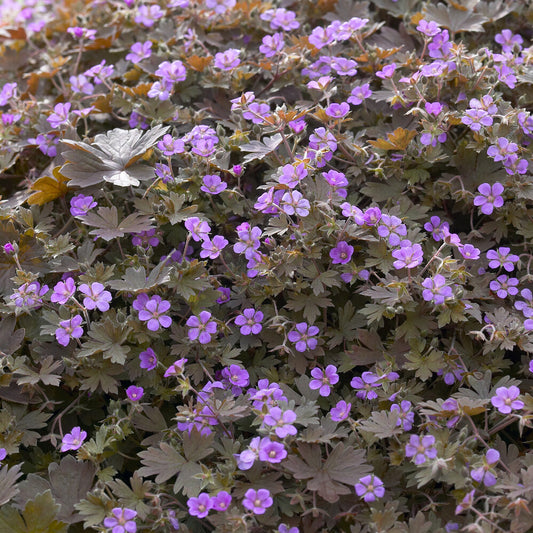 Ooievaarsbek Bob's Blunder - Bakker