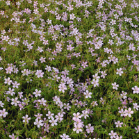 Ooievaarsbek d'Endress - Geranium endressii - Bakker