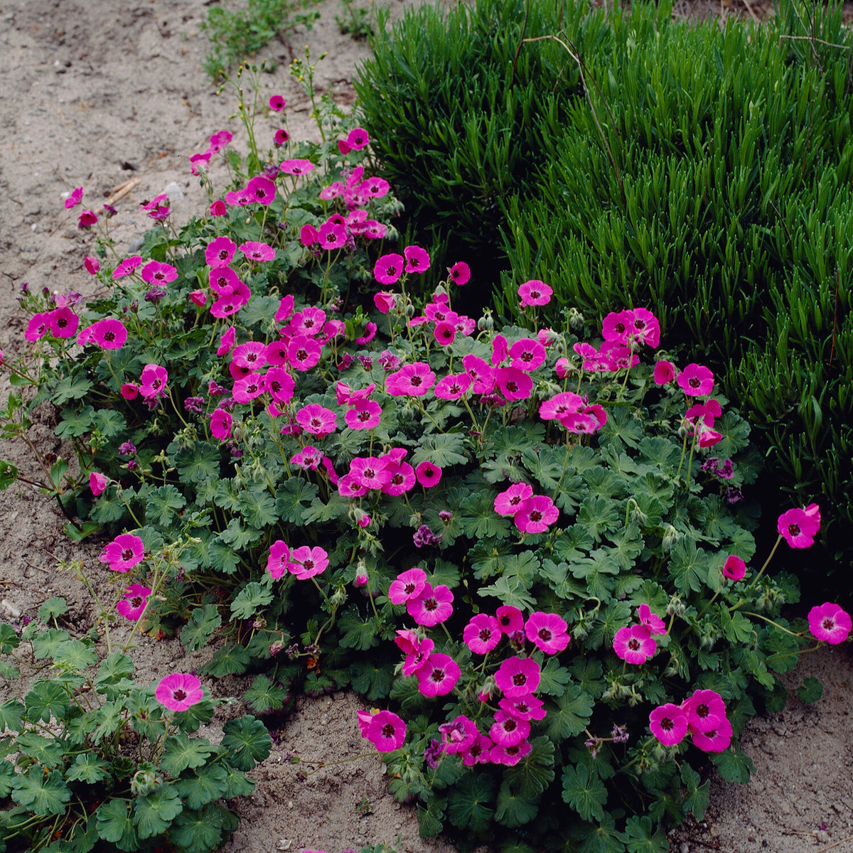 Geranium Ann Folkard - Ooievaarsbek Ann Folkard - Geraniums