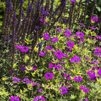 Geranium Anne Thomson - Ooievaarsbek Anne Thomson - Geraniums