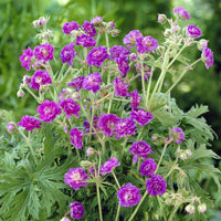 Ooievaarsbek Himalaya - Bakker
