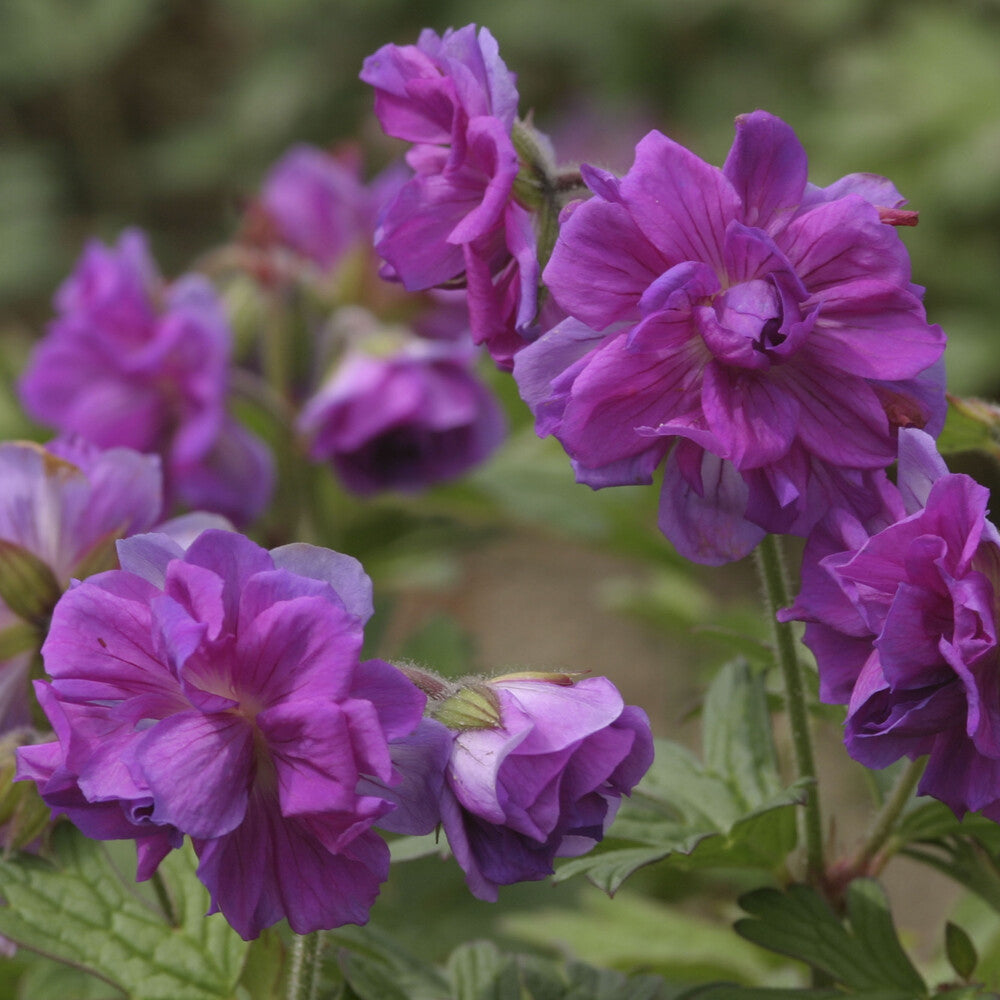 Ooievaarsbek Himalaya - Geranium himalayense Plenum - Bakker