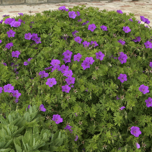 Ooievaarsbek Tiny Monster - Bakker