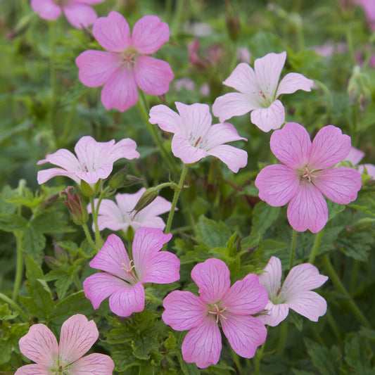 Ooievaarsbek Rose Clair - Bakker