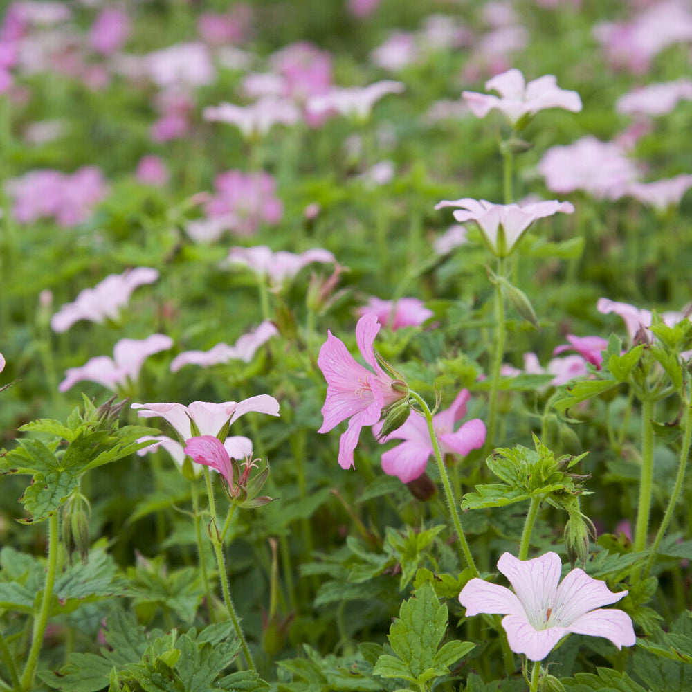 Geranium oxonianum Rose Clair - Ooievaarsbek Rose Clair - Geraniums
