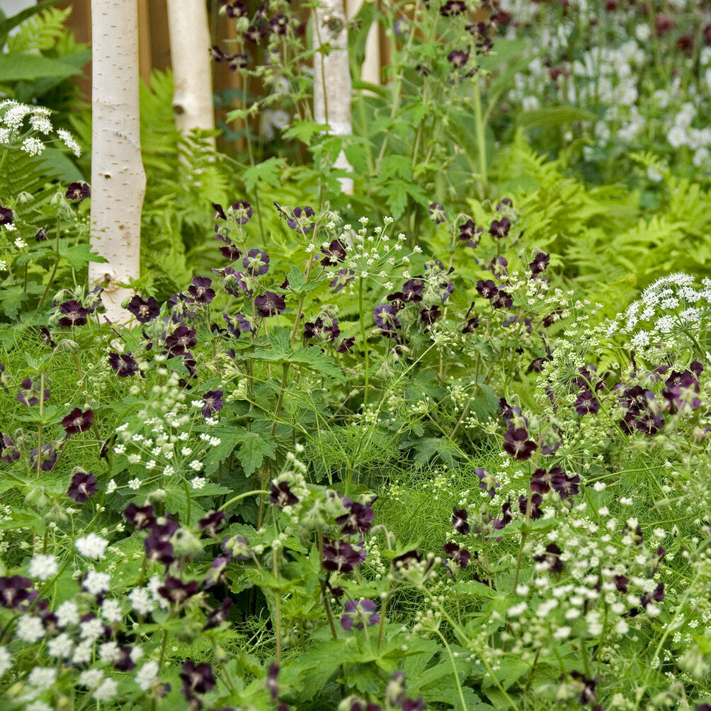Geraniums - Ooievaarsbek - Geranium phaeum