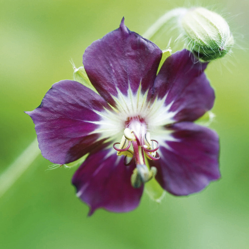 Geranium phaeum - Ooievaarsbek - Geraniums
