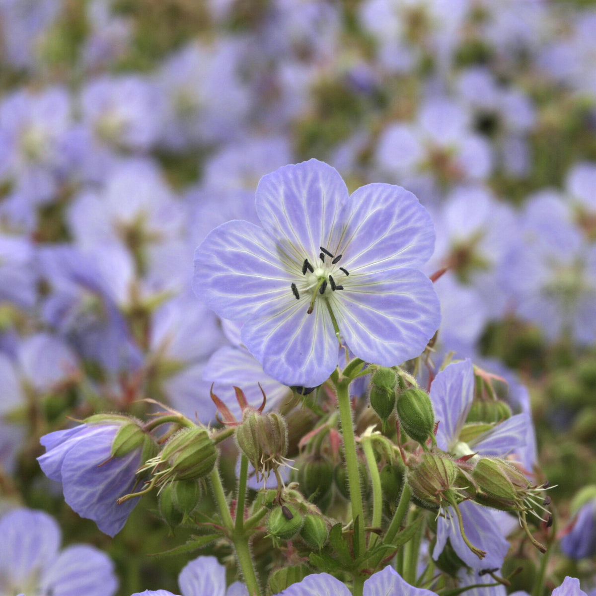 Geraniums - Ooievaarsbek Mrs. Kendall Clark - Geranium pratense Mrs Kendall Clark