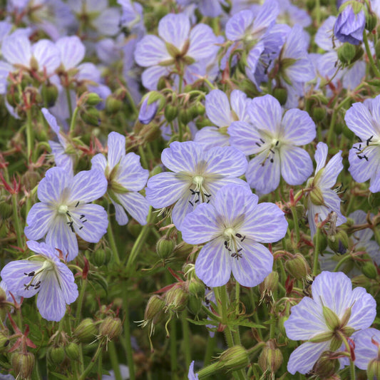 Ooievaarsbek Mrs. Kendall Clark - Bakker