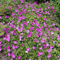 Bloedooievaarsbek 'Ankums Pride' - Geranium sanguineum Ankum's Pride - Bakker