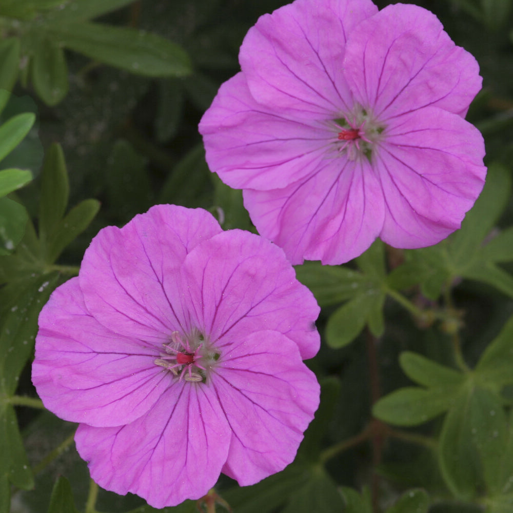 Bloedooievaarsbek 'Ankums Pride' - Bakker