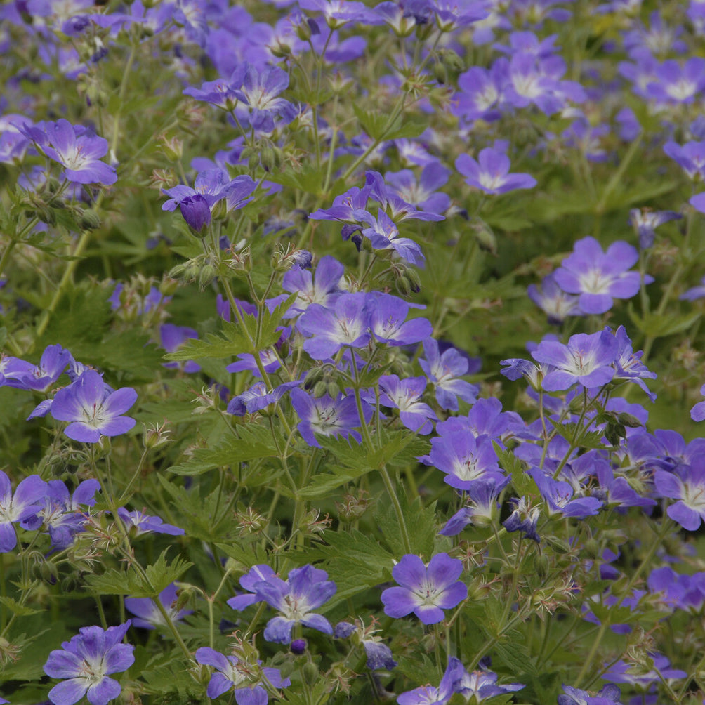 Ooievaarsbek Mayflower - Geranium sylvaticum Mayflower - Bakker