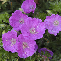 Geranium sanguineum Max Frei - Bloedooievaarsbek 'Max Frei' - Bloeiende vaste planten