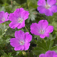 Bloedooievaarsbek 'Max Frei' - Geranium sanguineum Max Frei - Bakker