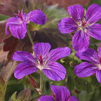 Siberische Ooievaarsbek - Geranium wlassovianum - Bakker