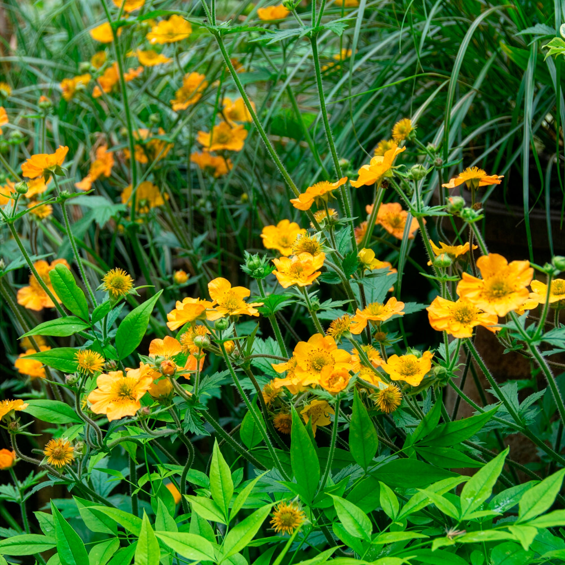 Geum chiloense Lady Stratheden - Nagelkruid Lady Stratheden - Geum