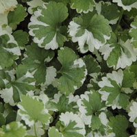 Glechoma hederacea Variegata - Hondsdraf - 