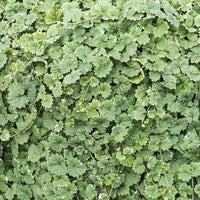  - Hondsdraf - Glechoma hederacea Variegata