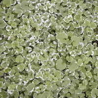 Hondsdraf - Glechoma hederacea Variegata - Bakker