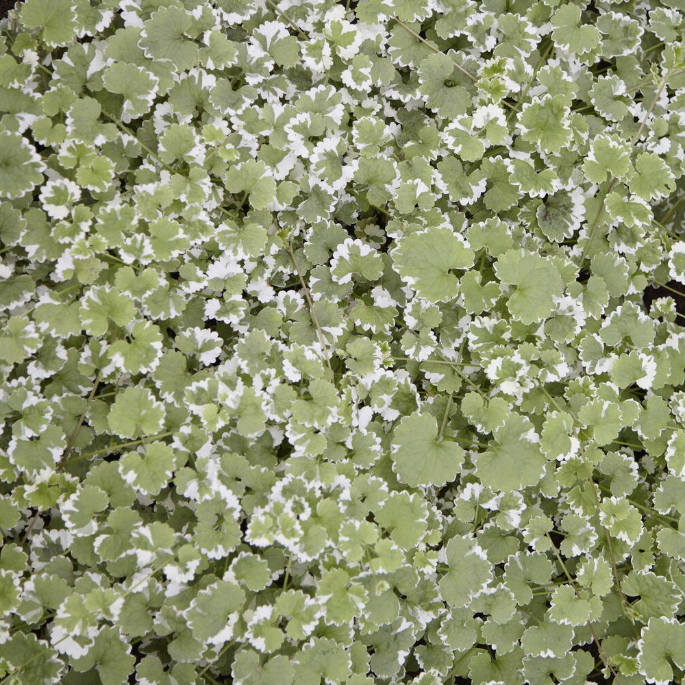 Hondsdraf - Glechoma hederacea Variegata - Bakker