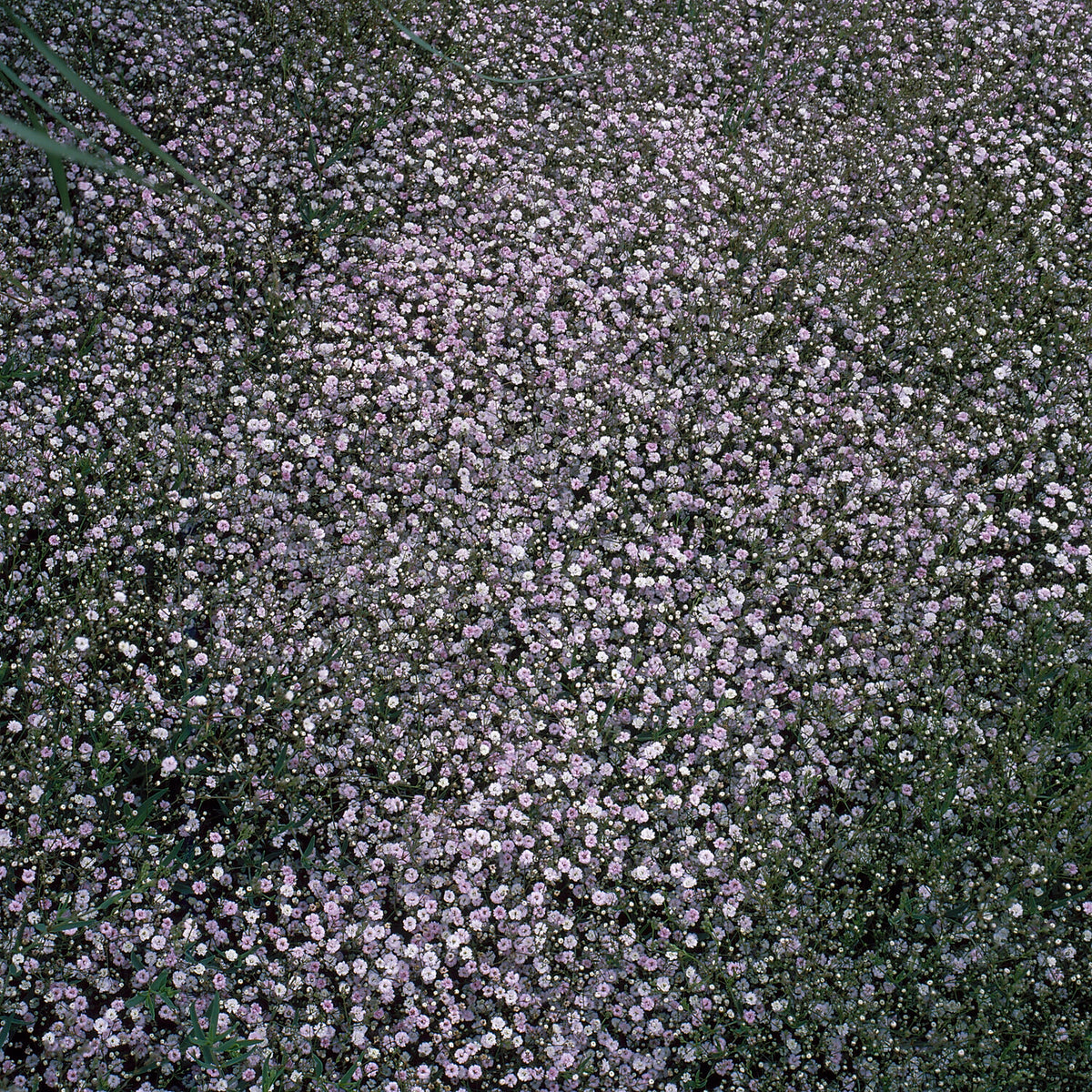 Gipskruid Rosenschleier - Gypsophila paniculata Rosenschleier - Bakker
