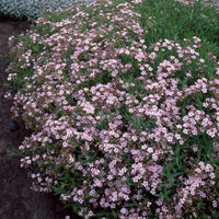 Gipskruid Rosea (x3) - Bakker