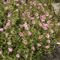 Zonneroosje Lawrensons Pink - Bakker