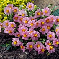 Zonneroosje Lawrensons Pink - Helianthemum Lawrenson's Pink - Bakker