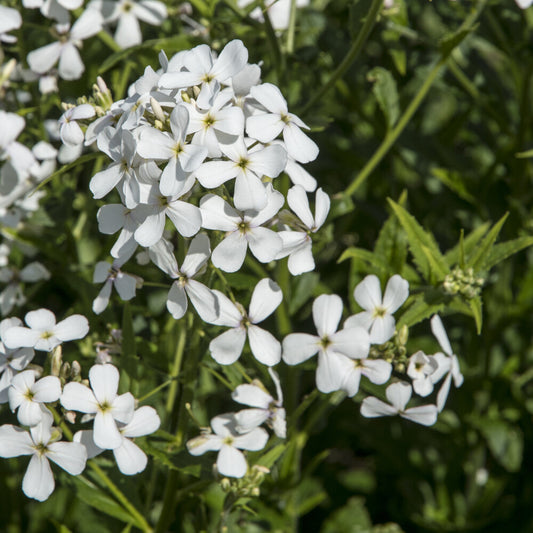 3x Witte Damastbloem