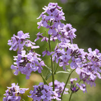 Verkoop Damastbloem