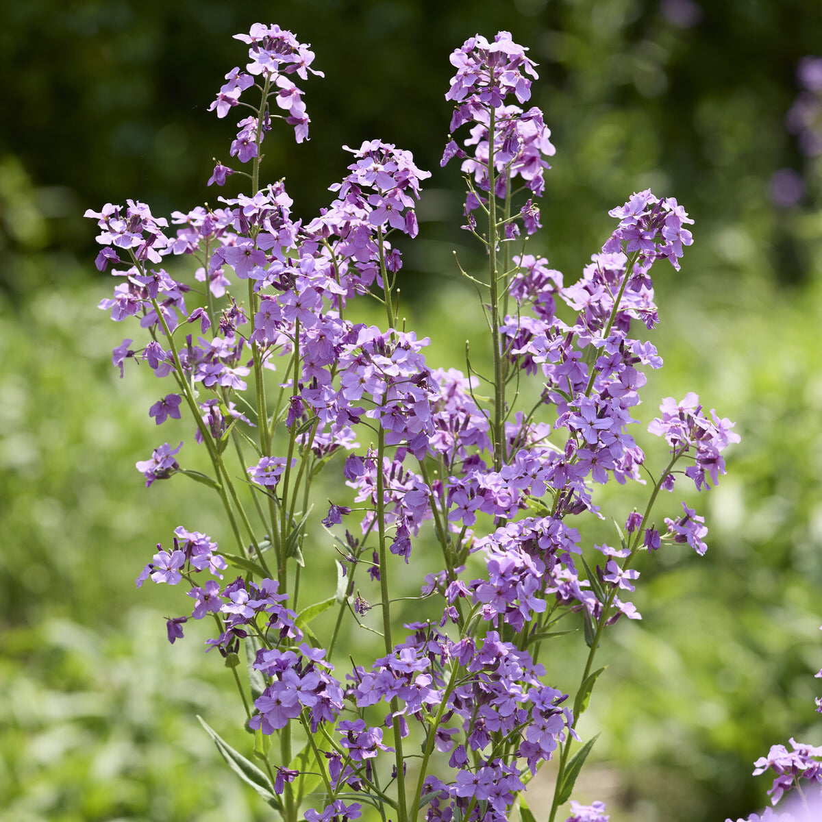 Damastbloem - Bakker