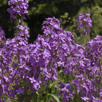 Damastbloem - Hesperis matronalis - Bakker