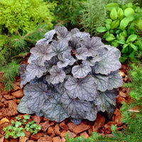 Purperklokje 'Cascade Dawn' - Bakker