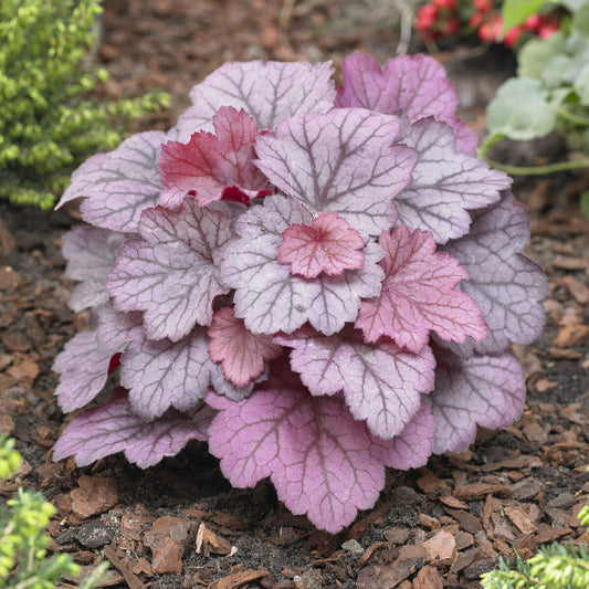 Purperklokje Georgia Plum - Bakker