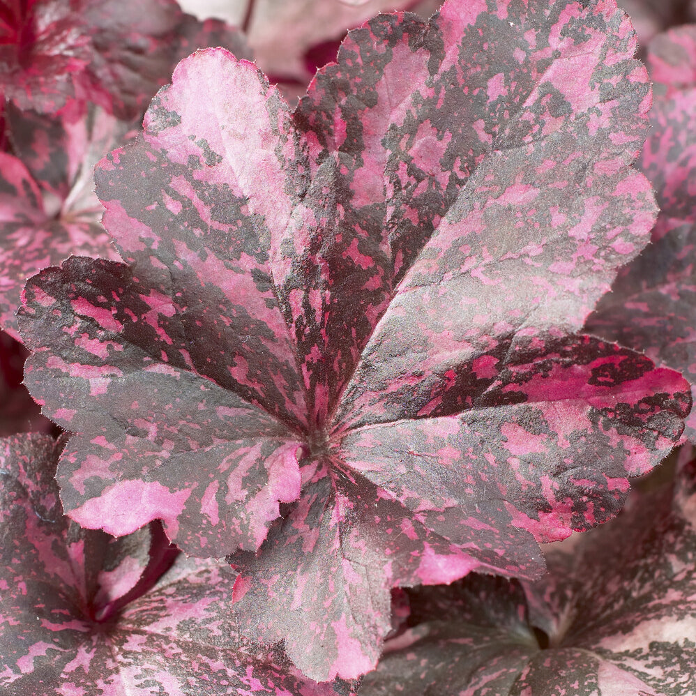 Purperklokje Midnight Rose - Heuchera Midnight Rose - Bakker