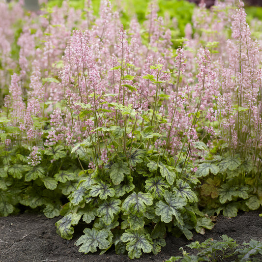 Schuimklokje Tapestry - Bakker