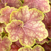 Verkoop Purperklokje Tiramisu - Heuchera Tiramisu