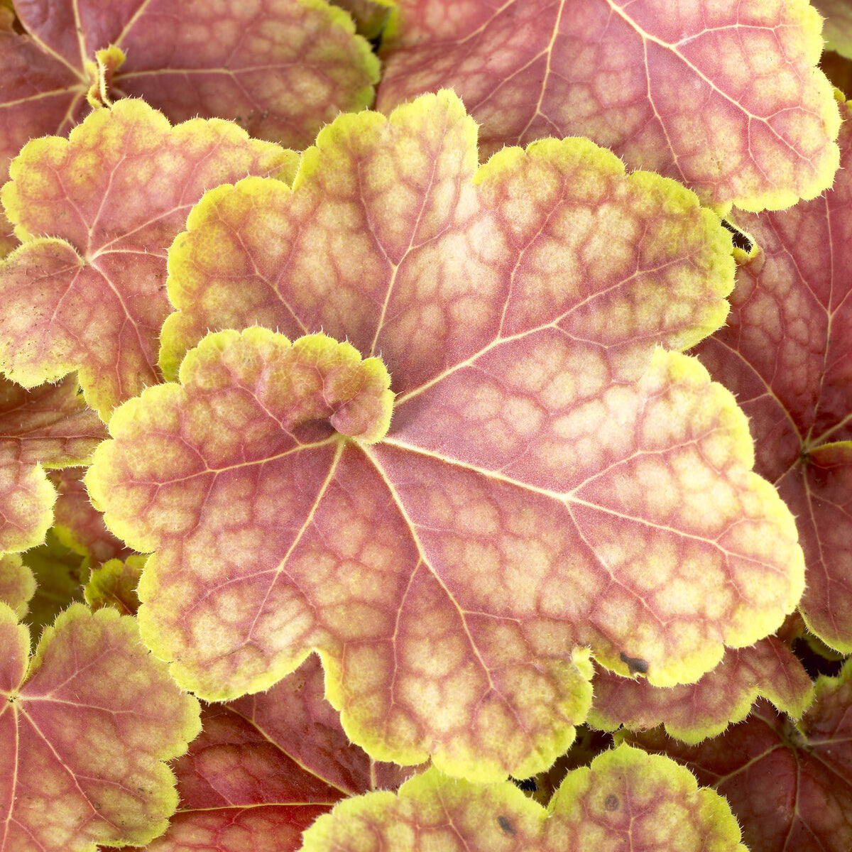 Verkoop Purperklokje Tiramisu - Heuchera Tiramisu
