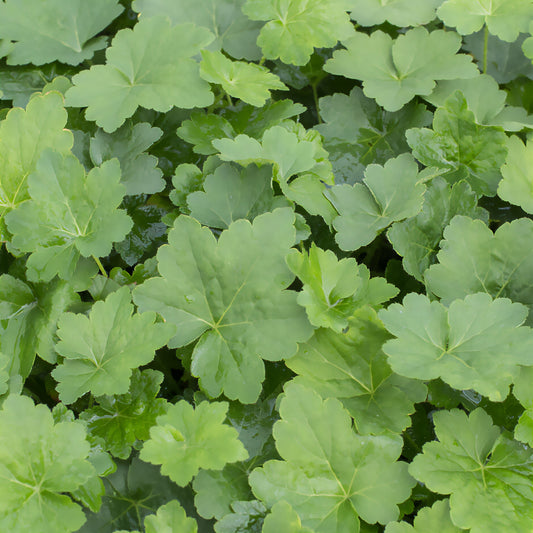 Purperklokje Chantilly - Bakker