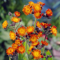  - Havikskruid - Hieracium aurantiacum