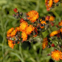 Havikskruid - Hieracium aurantiacum - Bakker