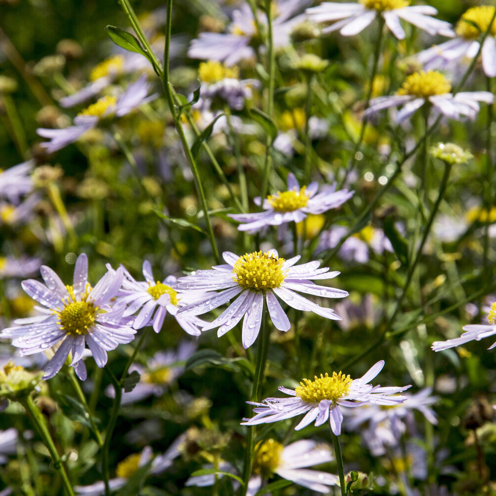 Zomeraster Charlotte - Kalimeris incisa Charlotte - Bakker