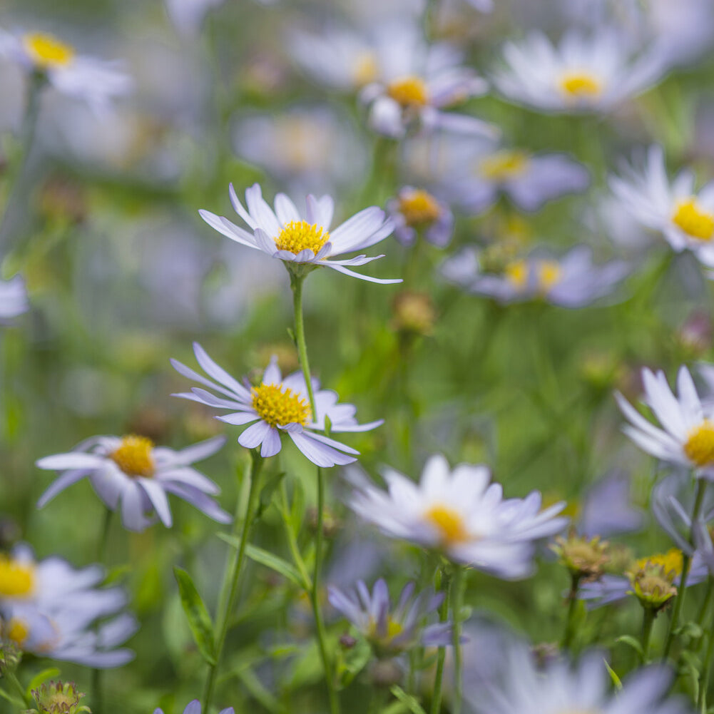 Kalimeris incisa Charlotte - Zomeraster Charlotte - Bloeiende vaste planten
