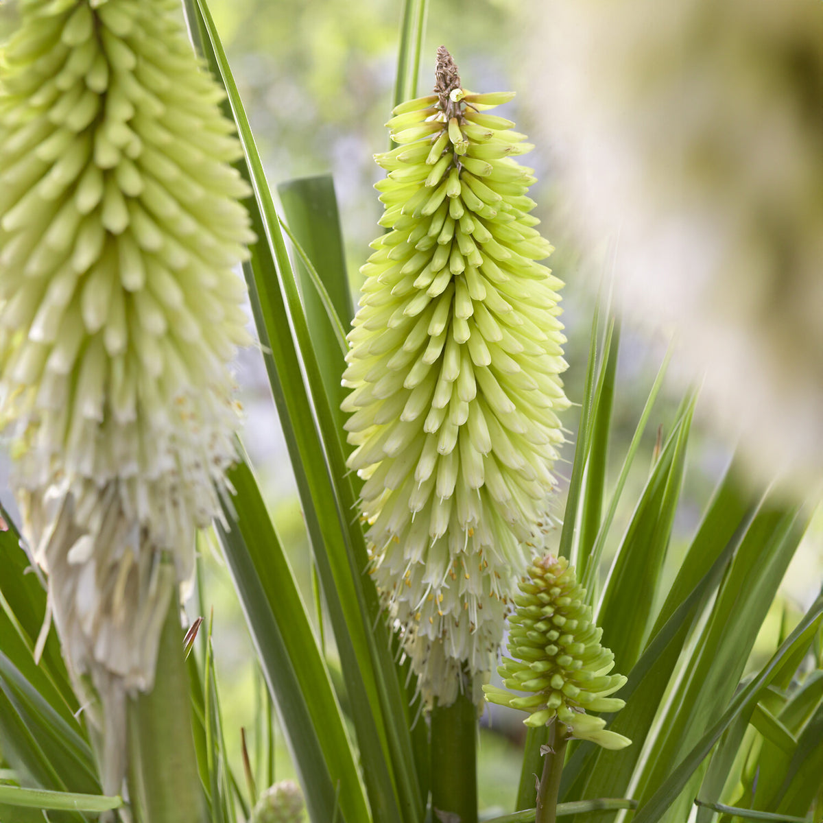 Vuupijl Ice Queen - Kniphofia Ice Queen - Bakker